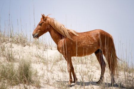 Outer Banks Wild Horses