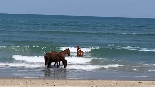 Wild Horses bathing