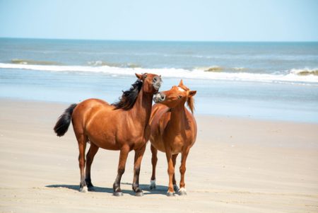 OBX NC Wild Horses